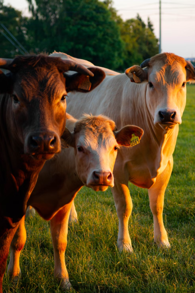 Brown cows